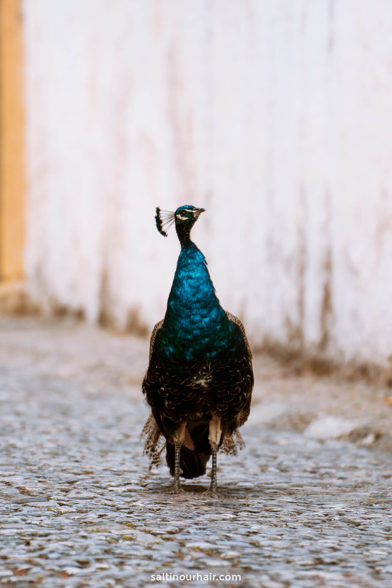 You are currently viewing 11 Best Things to do in Ronda, Spain