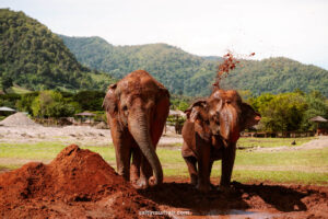 Read more about the article Visiting the Elephant Nature Park in Chiang Mai