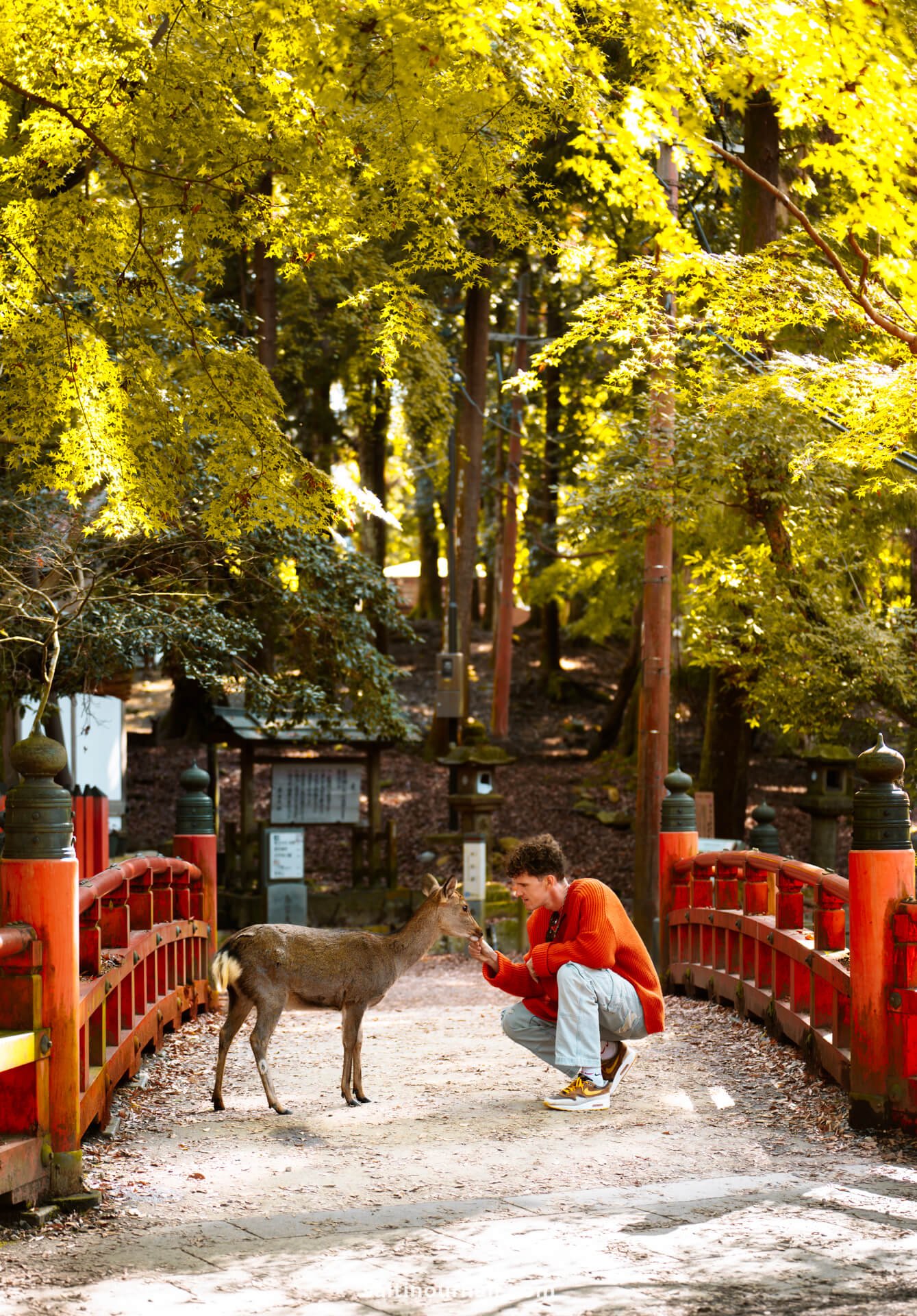 Read more about the article 9 Things to do in Nara Park (The Deer of Japan)