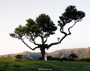 Read more about the article Fanal: A Complete Guide to Madeira’s Enchanting Forest