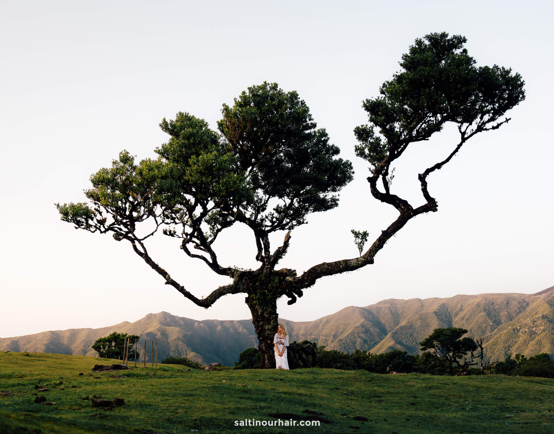 Read more about the article Fanal: A Complete Guide to Madeira’s Enchanting Forest