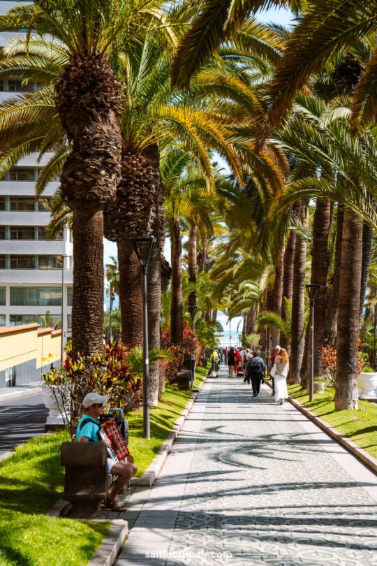 Read more about the article Our Favorite Things to do in Puerto de la Cruz, Tenerife
